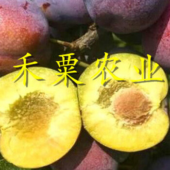 廣安青脆李樹苗價格行情。青脆李樹苗生產(chǎn)苗圃