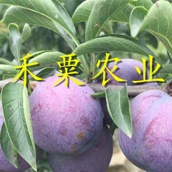 貴州晚熟青脆李樹(shù)苗這里價(jià)格更優(yōu)惠。晚熟青脆李樹(shù)苗生產(chǎn)苗圃