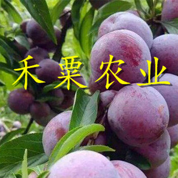 浙江青脆李苗還是要選好品牌的。青脆李苗出售
