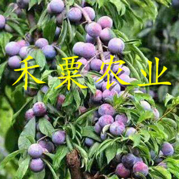 銅仁青脆李子苗常年培育種子。青脆李子苗品種介紹