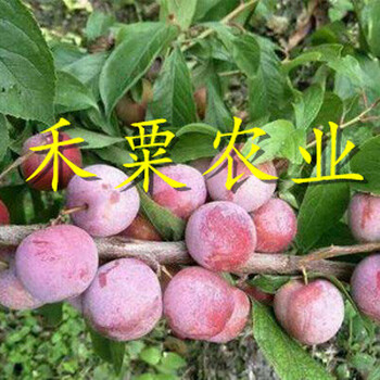 湖北青脆李苗當年價格。青脆李苗批發(fā)價格