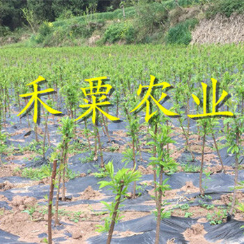 遂寧晚熟青脆李樹(shù)苗育苗技術(shù)。晚熟青脆李樹(shù)苗品種