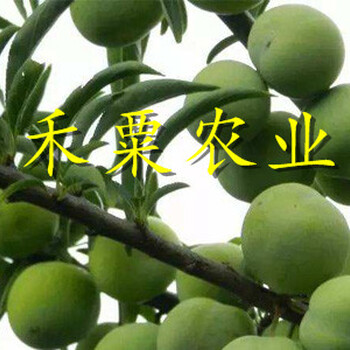 汶川青脆李子苗流膠病防治。青脆李子苗農(nóng)場
