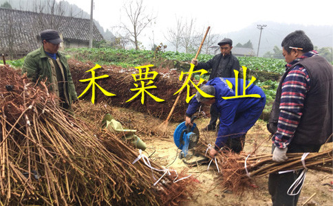 贵州毕节青脆李苗销售--零售青脆李子树苗培育基地。