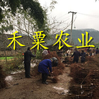 巴中晚熟青脆李苗銷售。晚熟青脆李苗銷售
