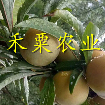 四川達州哪里有青脆李苗批發(fā)--產(chǎn)量高青脆李樹苗幾年結(jié)果。