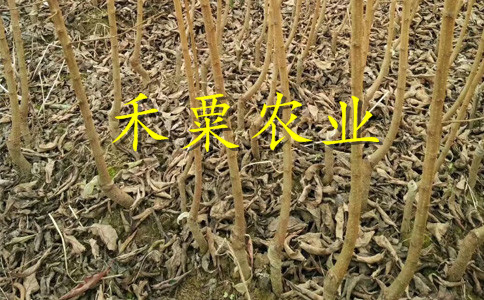 青脆李苗种植基地。点击进来获取报价