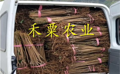 貴州青脆李子樹苗全程栽培技術提供。青脆李子樹苗合作社