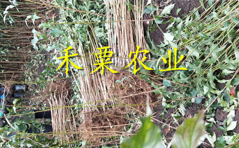 汶川青脆李苗多少錢一棵?-汶川巫山青脆李苗價格