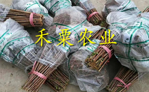 青脆李苗新品種__1公分青脆李苗價格