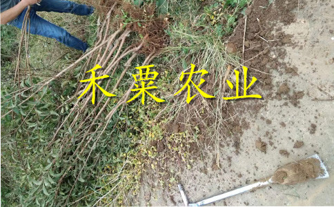 江蘇青脆李苗肥水管理。青脆李苗銷售