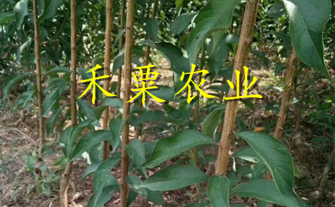 广西河池青脆李树苗供应商--2020青脆李子苗新品种价格。