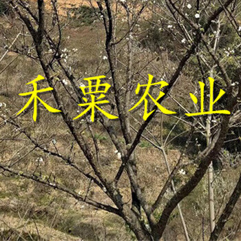 湖北荆门青脆李树苗供应商--当年挂果青脆李苗种植几年能挂果？