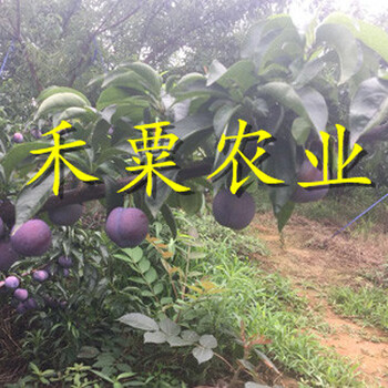 貴陽晚熟青脆李樹苗預(yù)防花期凍害。晚熟青脆李樹苗合作社