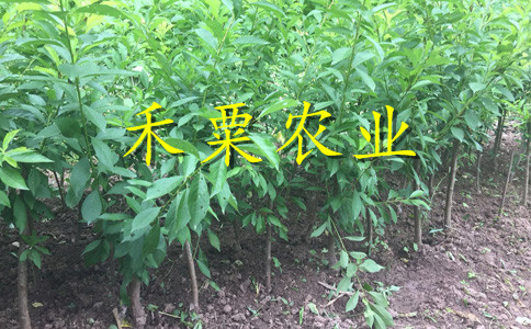 广西河池青脆李树苗供应商--2020青脆李子苗新品种价格。