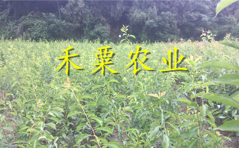 茂县青脆李树苗基地品质，品种可靠。青脆李树苗农场