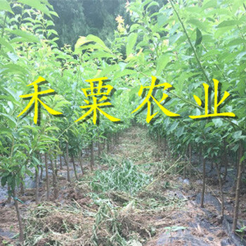 浙江青脆李树苗4cm价格。青脆李树苗示范基地