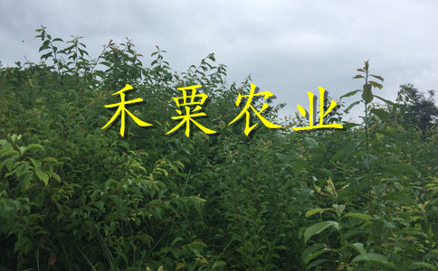 湖南湘西青脆李苗木基地--3年青脆李子树苗种植几年能挂果？