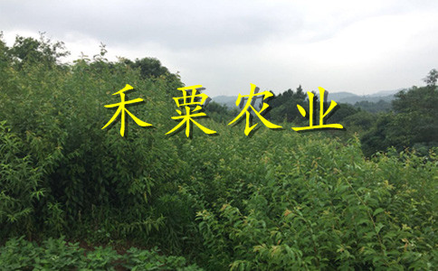 重庆云阳青脆李苗销售--晚熟青脆李子树苗繁育基地。