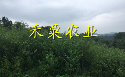 贵州青脆李树苗品种。青脆李树苗农场