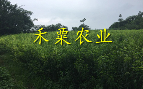 浙江青脆李苗基地--青脆李树苗种植技术。