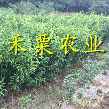 河北青脆李苗新品種價(jià)格--產(chǎn)量高青脆李子苗基地。