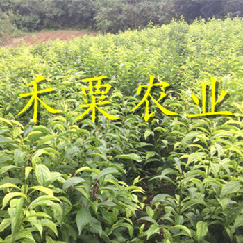 浙江青脆李苗種植定植方法。寧波青脆李苗批發(fā)及2020報價