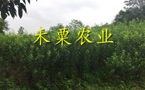 湖南邵阳青脆李苗批发哪家好--产量高青脆李子苗种植时间。