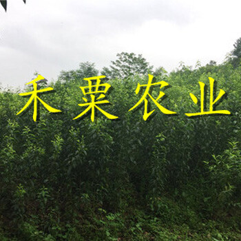 晚熟青脆李苗示范基地。一手基地货源