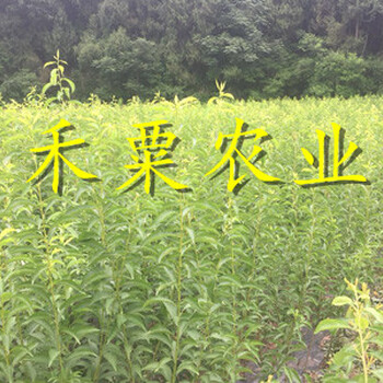 德陽晚熟青脆李樹苗歡迎在線咨詢。晚熟青脆李樹苗新品種