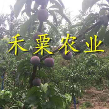 云南楚雄青脆李苗新品种价格--1公分青脆李子苗种植几年能挂果？