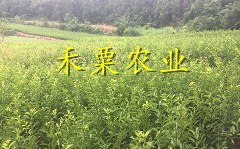 晚熟青脆李树苗示范基地。产量大，寿命长。