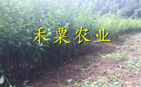 湖北晚熟青脆李树苗示范基地。晚熟青脆李树苗供应