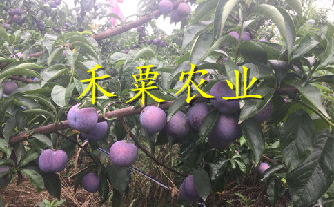 江蘇青脆李苗肥水管理。青脆李苗銷售