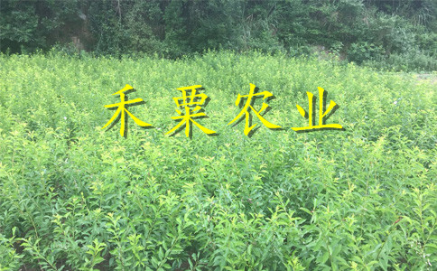 重庆涪陵青脆李树苗价格--2公分青脆李子苗产地。