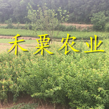 青脆李樹苗批發(fā)。灌水管理