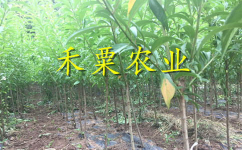 云南玉溪青脆李苗多少錢一棵--青脆李子苗種植幾年能掛果？