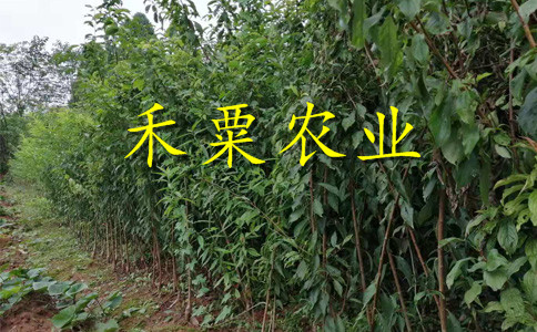 贵州青脆李树苗欢迎来电咨询。青脆李树苗新品种