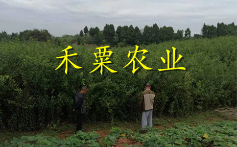 贵州青脆李树苗品种。青脆李树苗农场