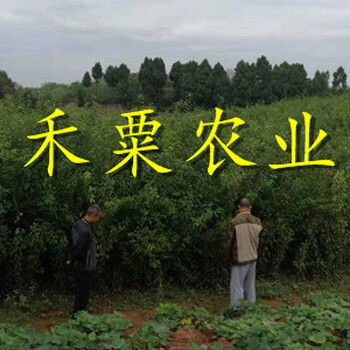 廣西晚熟青脆李樹苗有苗木銷售合同。晚熟青脆李樹苗廠家