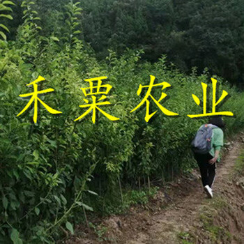 安徽青脆李苗種植收益好。青脆李苗物有所值