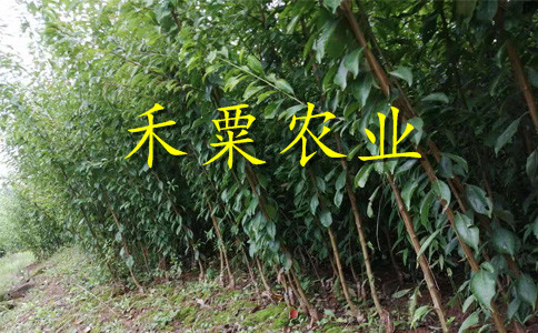 重庆云阳青脆李苗销售--晚熟青脆李子树苗繁育基地。