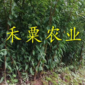 貴州黔東南哪里有青脆李苗批發(fā)--苗圃青脆李子樹(shù)苗種植技術(shù)。