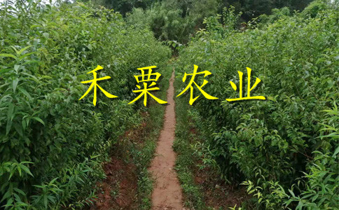 安康青脆李樹苗花果期管理。青脆李樹苗報(bào)價