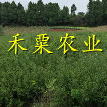 晚熟青脆李苗价格__青脆李苗多少钱一颗图片