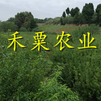 云南昆明青脆李苗供應商--3公分青脆李樹苗種植時間。