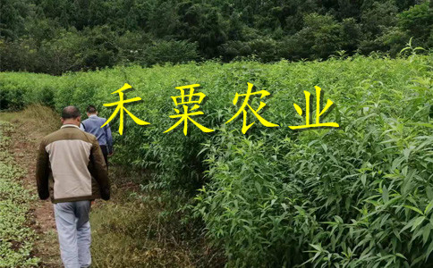 江苏晚熟青脆李苗施萌芽肥。晚熟青脆李苗出售