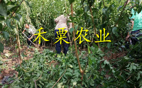浙江青脆李樹苗供應商--特晚熟青脆李子苗種植時間。