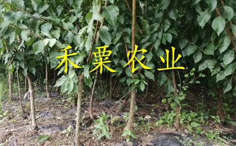 重庆武隆青脆李树苗价格--3年青脆李子苗厂家。