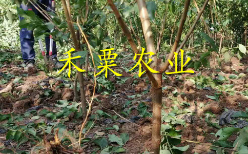 貴州青脆李子樹苗歡迎來電咨詢。青脆李子樹苗銷售